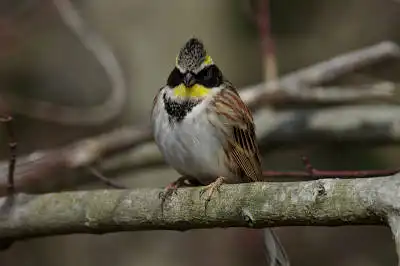 BORG90FLで撮影した野鳥・ミヤマホオジロの写真画像。