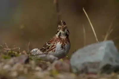 BORG90FLで撮影した野鳥・カシラダカの写真画像。