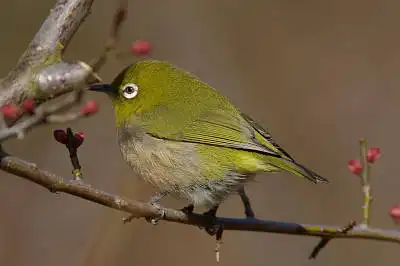 BORG90FLで撮影した野鳥・メジロの写真画像。