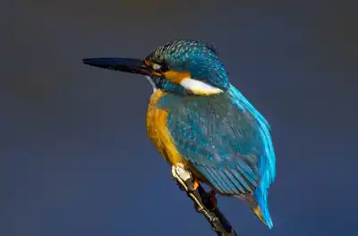 BORG90FLで撮影した野鳥・カワセミの写真画像。