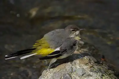 BORG90FLで撮影した野鳥・キセキレイの写真画像。