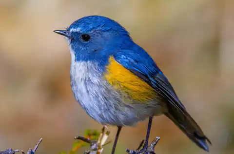 BORG90FLで撮影した野鳥・ルリビタキの写真画像。