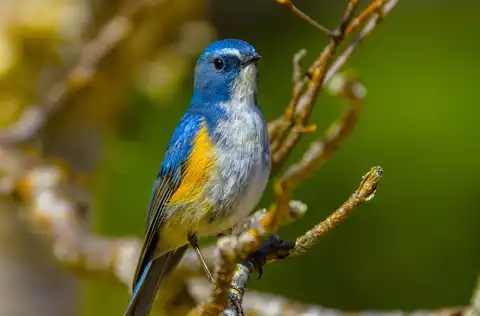 BORG90FLで撮影した野鳥・ルリビタキの写真画像。