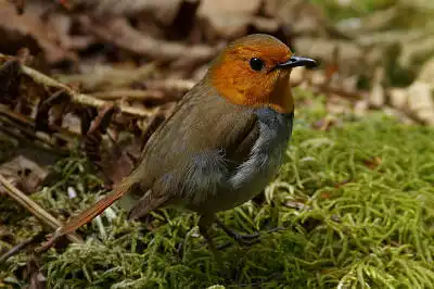 BORG90FLで撮影した野鳥・コマドリの写真画像。