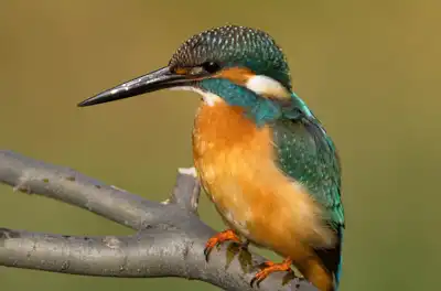BORG90FLで撮影した野鳥・カワセミの写真画像。
