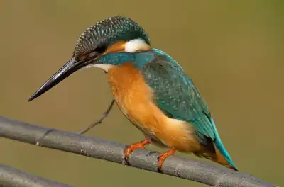 BORG90FLで撮影した野鳥・カワセミの写真画像。