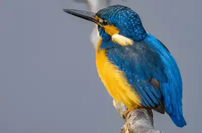 BORG90FLで撮影した野鳥・カワセミの写真画像。