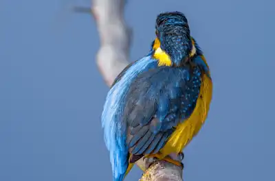 BORG90FLで撮影した野鳥・カワセミの写真画像。