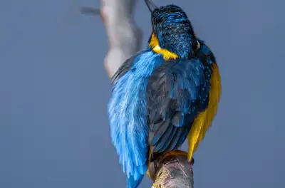 BORG90FLで撮影した野鳥・カワセミの写真画像。