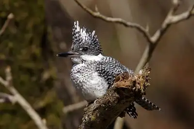 BORG90FLで撮影した野鳥・ヤマセミの写真画像。