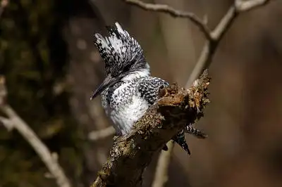 BORG90FLで撮影した野鳥・ヤマセミの写真画像。