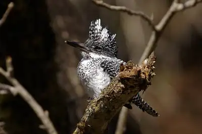 BORG90FLで撮影した野鳥・ヤマセミの写真画像。