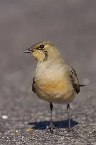 BORG90FLで撮影した野鳥・サバクヒタキの写真画像