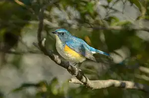 BORG90FLで撮影した野鳥・ルリビタキの写真画像
