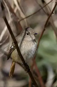 BORG90FLで撮影した野鳥・ジョウビタキの写真画像