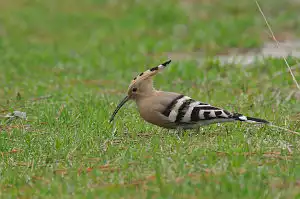 BORG90FLで撮影した野鳥・ヤツガシラの写真画像