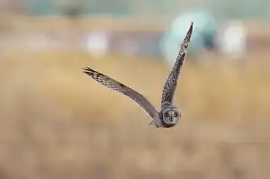 BORG90FLで撮影した野鳥・コミミズクの写真画像