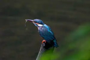 BORG90FLで撮影した野鳥・カワセミの写真画像
