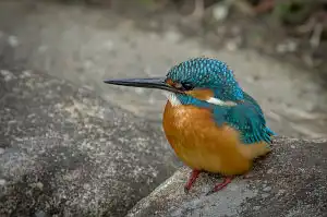 BORG90FLで撮影した野鳥・カワセミの写真画像