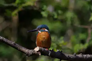 BORG90FLで撮影した野鳥・カワセミの写真画像