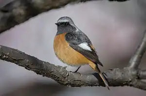 BORG90FLで撮影した野鳥・ジョウビタキの写真画像