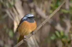 BORG90FLで撮影した野鳥・ジョウビタキの写真画像