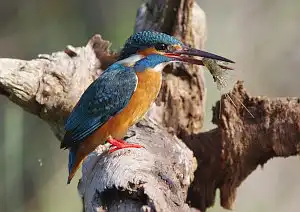 BORG90FLで撮影した野鳥・カワセミの写真画像