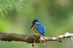 BORG90FLで撮影した野鳥・カワセミの写真画像