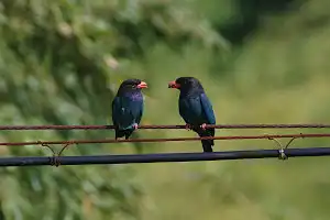 BORG90FLで撮影した野鳥・ブッポウソウの写真画像
