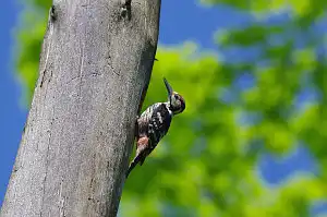 BORG90FLで撮影した野鳥・アカゲラの写真画像