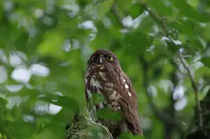 BORG90FLで撮影した野鳥・アオバズクの写真画像