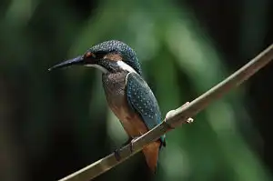 BORG90FLで撮影した野鳥・カワセミの写真画像