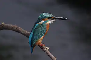 BORG90FLで撮影した野鳥・カワセミの写真画像