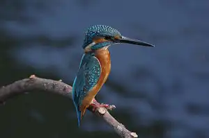 BORG90FLで撮影した野鳥・カワセミの写真画像