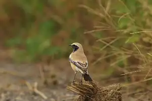 BORG90FLで撮影した野鳥・サバクヒタキの写真画像