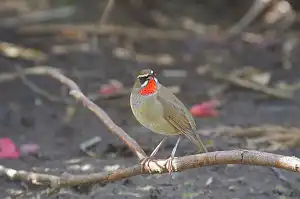 BORG90FLで撮影した野鳥・ノゴマの写真画像
