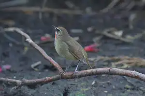 BORG90FLで撮影した野鳥・ノゴマの写真画像