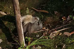 BORG90FLで撮影した野鳥・ヒヨドリの写真画像