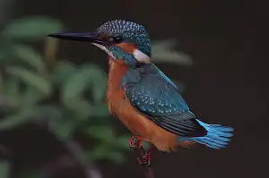 BORG90FLで撮影した野鳥・カワセミの写真画像