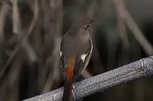 BORG90FLで撮影した野鳥・ジョウビタキの写真画像
