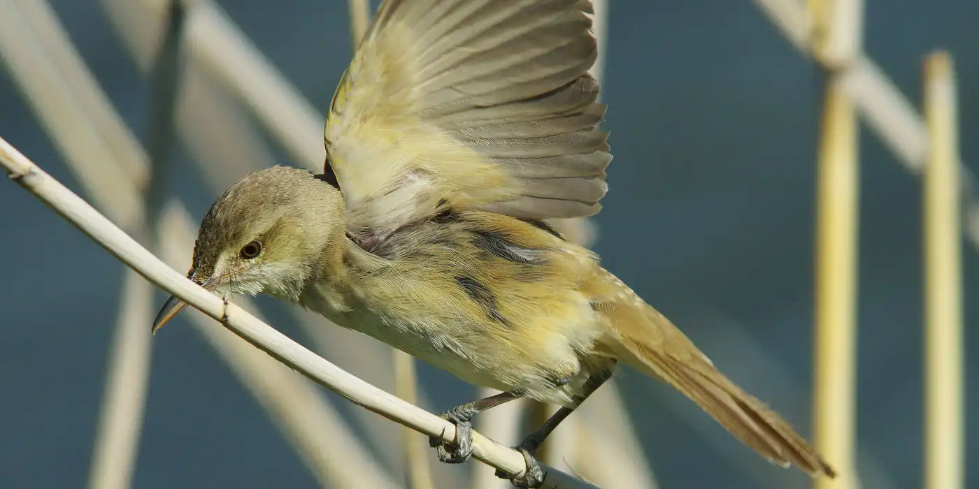 AF BORG野鳥画像