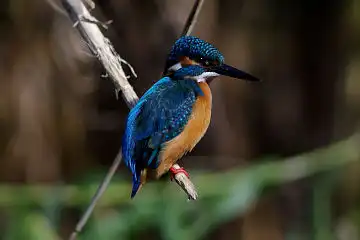 AFボーグ BORG101EDで撮影した写したカワセミの野鳥写真画像