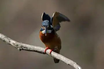 AFボーグ BORG101EDで撮影した写したカワセミの野鳥写真画像