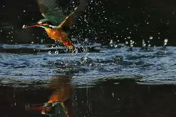 AFボーグ BORG101EDで撮影した写したカワセミの野鳥写真画像