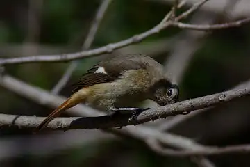 AFボーグ BORG101EDで撮影した写したジョウビタキの野鳥写真画像