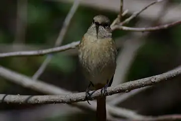AFボーグ BORG101EDで撮影した写したジョウビタキの野鳥写真画像