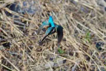 AFボーグ BORG101EDで撮影した写したカワセミの野鳥写真画像