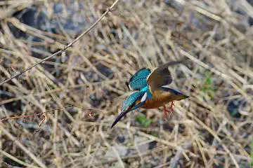 AFボーグ BORG101EDで撮影した写したカワセミの野鳥写真画像