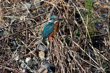 AFボーグ BORG101EDで撮影した写したカワセミの野鳥写真画像