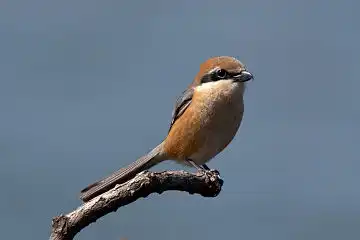 AFボーグ BORG101EDで撮影した写したモズの野鳥写真画像